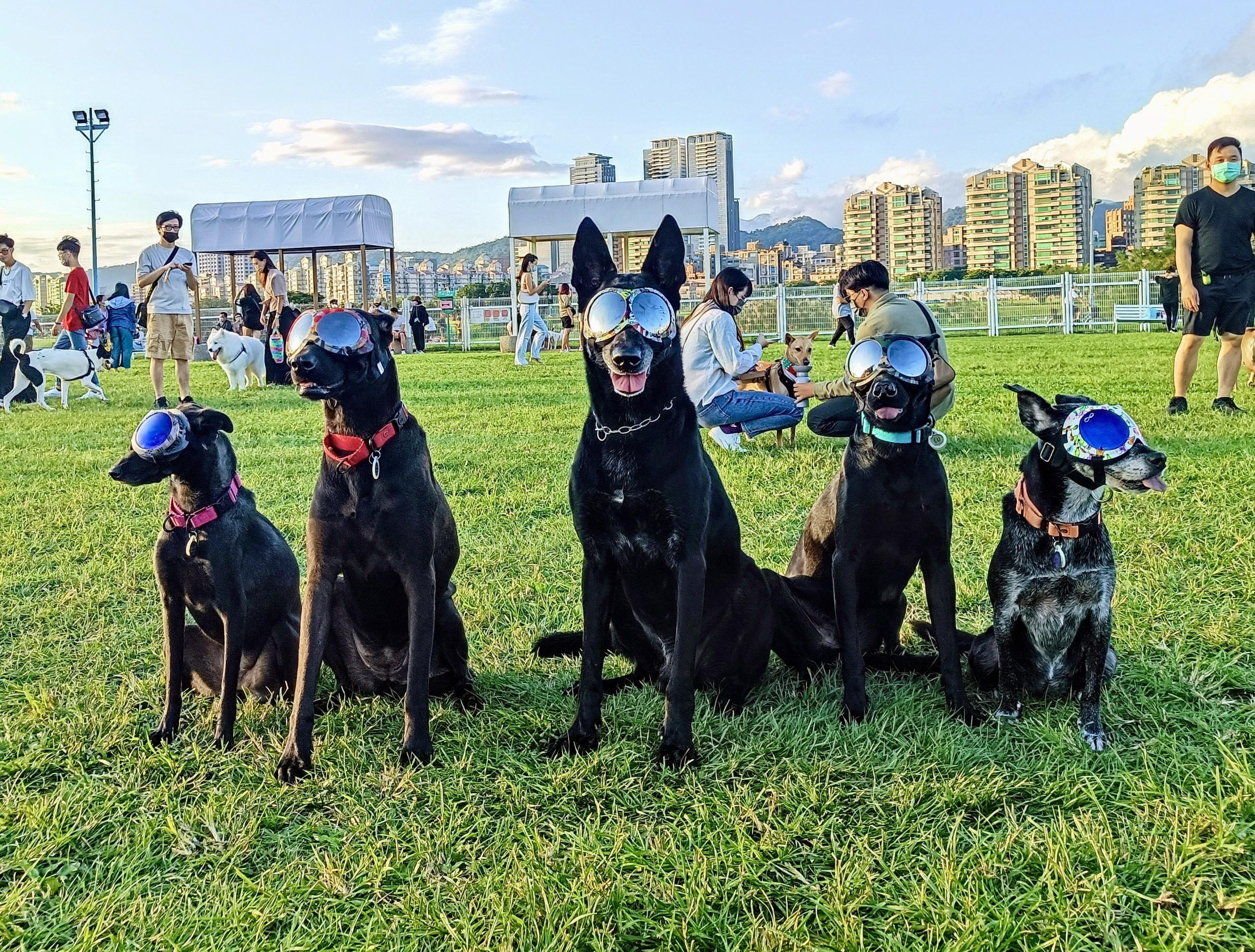 Why do dogs need goggles? Canine eye protection for working dogs
