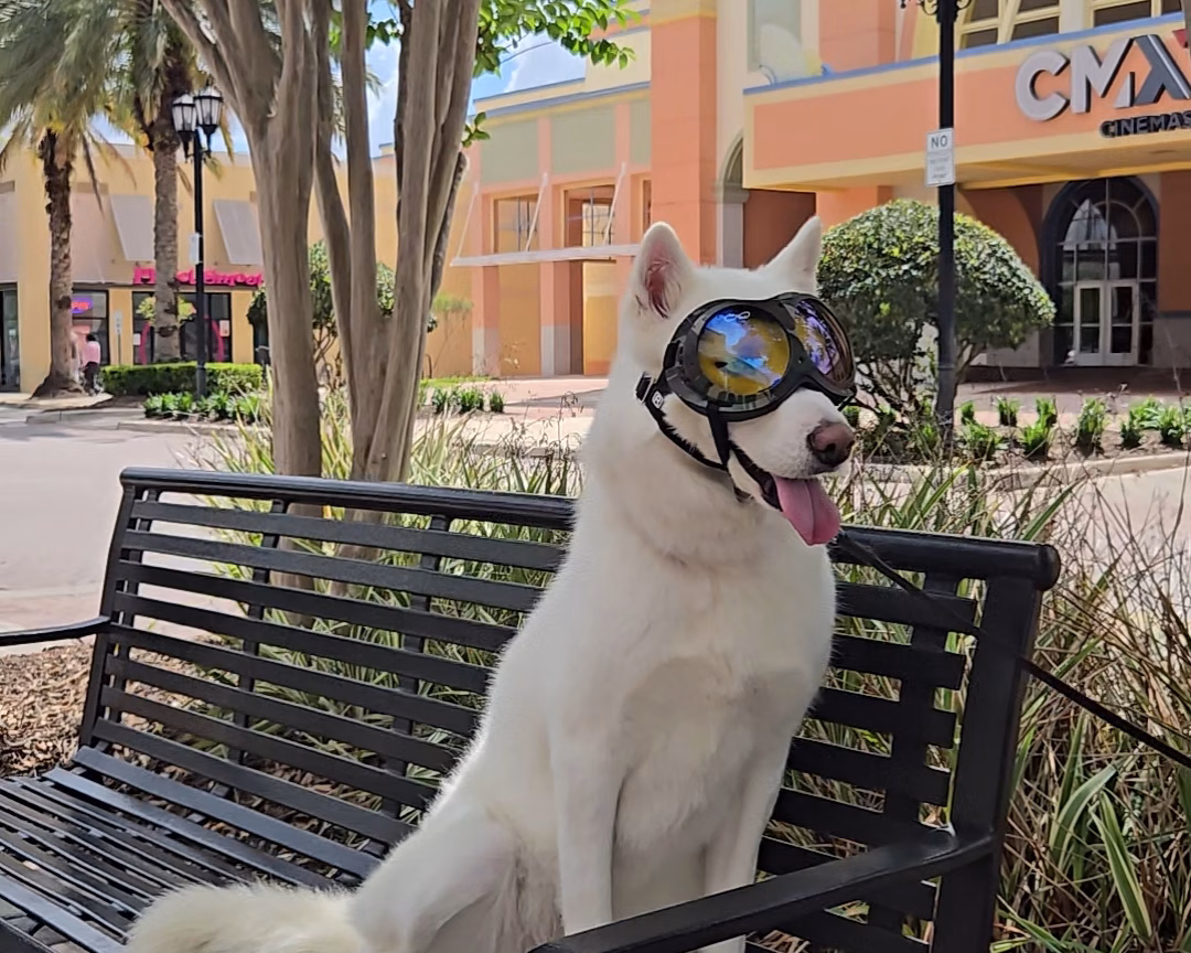 White dog wearing protective goggles during an everyday outdoor outing