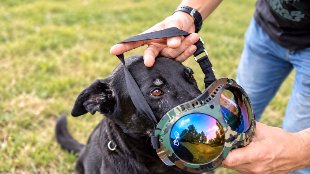 A person gently positions ANN BLACK camouflage dog goggles over a black dog's face while guiding the head strap into place.